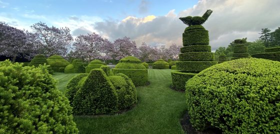 view of a topiary garden with blue sky